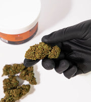 CBD kanapių žiedai Orange Bud Swis Hemp 10%