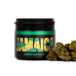 CBD kanapių žiedai AMNESIA Jamaica 10%